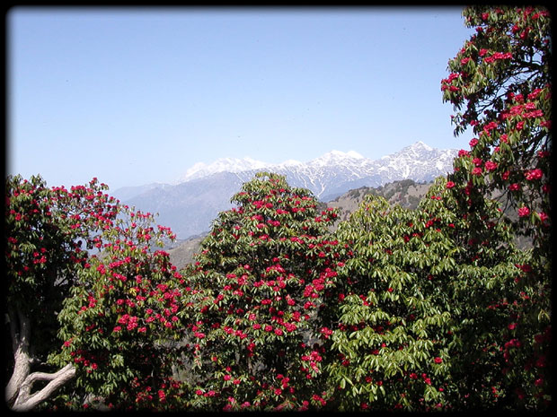 Rhododendrons-2