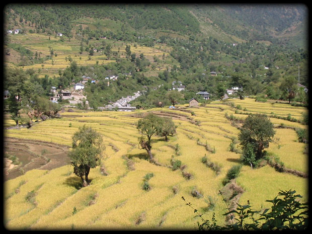 Rice--field