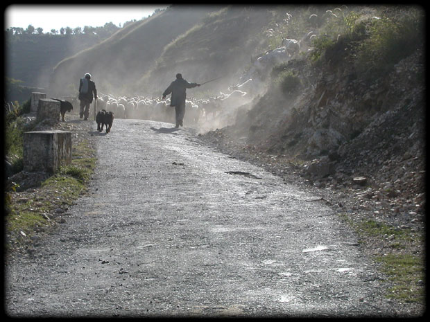 Shepherd