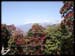 Rhododendrons-2