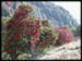 Rhododendrons
