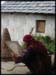 Rice Preparation