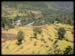 Rice--field